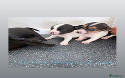 Jack Russell dogs for sale: 2 puppies for sales - Image 26