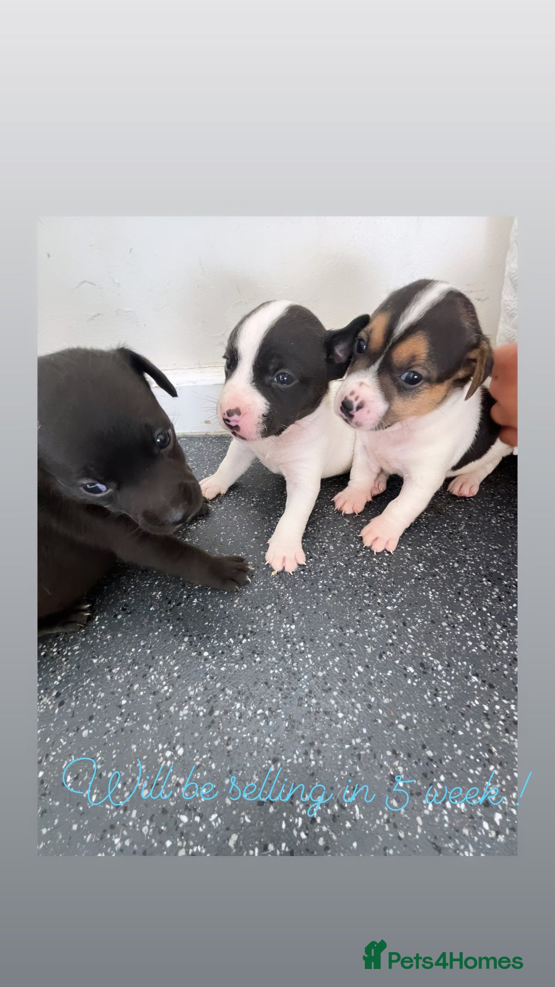 Jack Russell dogs for sale: 2 puppies for sales - Image 26