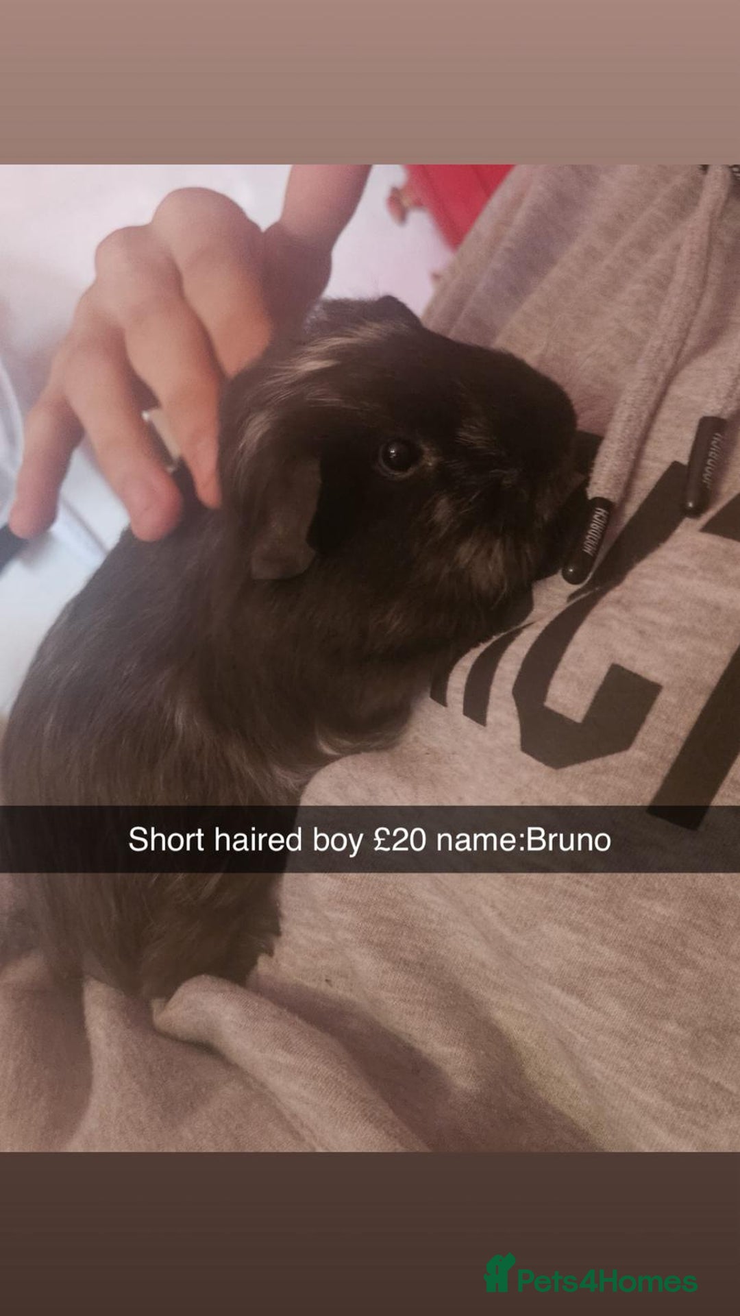 Guinea Pig rodents for sale: 2 male guinea pigs for sale  - Image 2