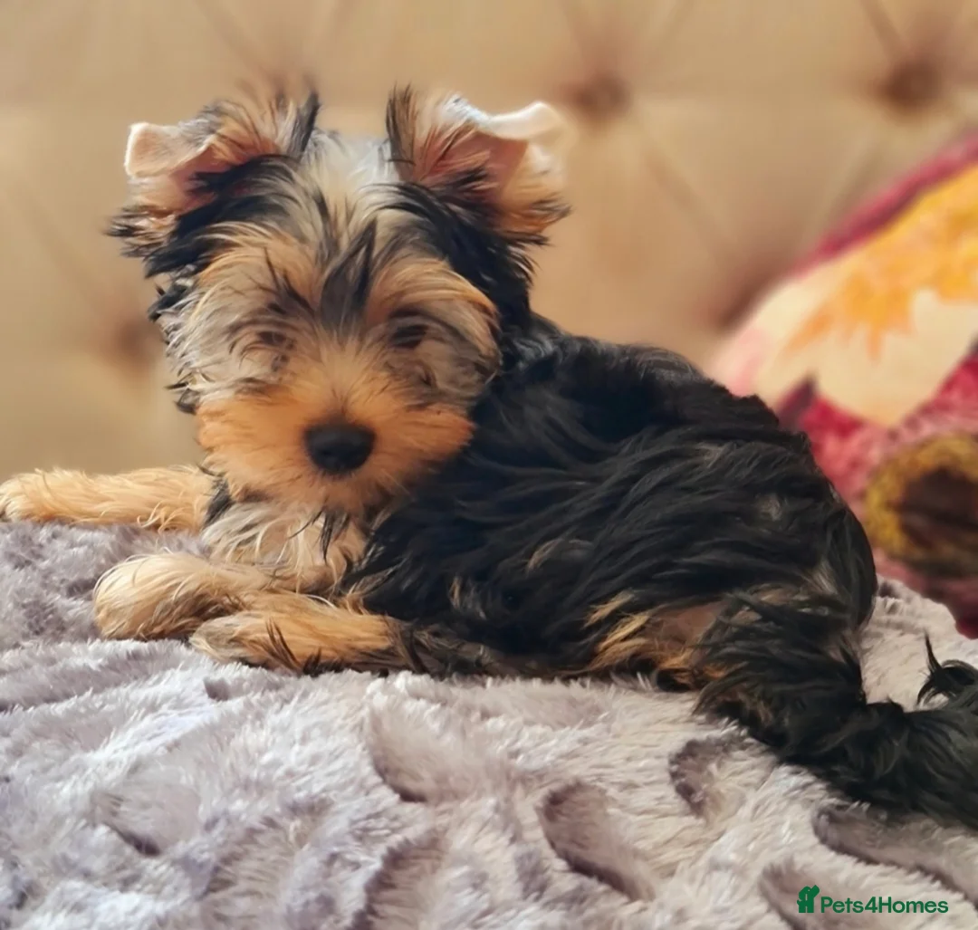 Yorkshire Terrier dogs for sale: Miniature Pedigree Yorkshire terriers girl  - Advert 2