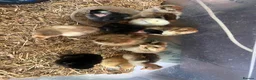 Chickens poultry for sale: Feeds, hatching eggs , chicks , growers and layers - Advert 2