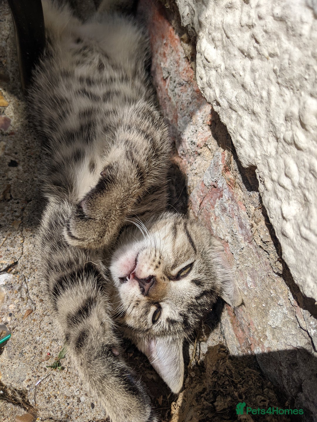 Mixed Breed cats for sale: Bigger kittens for rehoming - Image 4