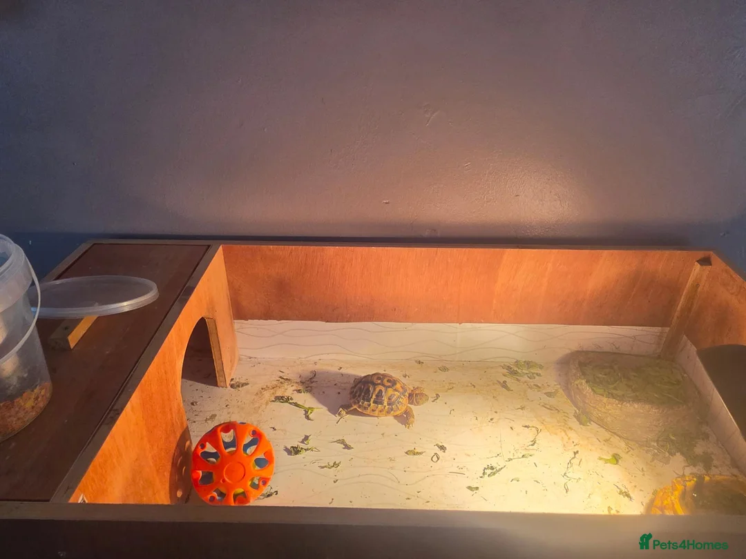 Tortoise reptiles for sale: Tortoise  - Advert 2