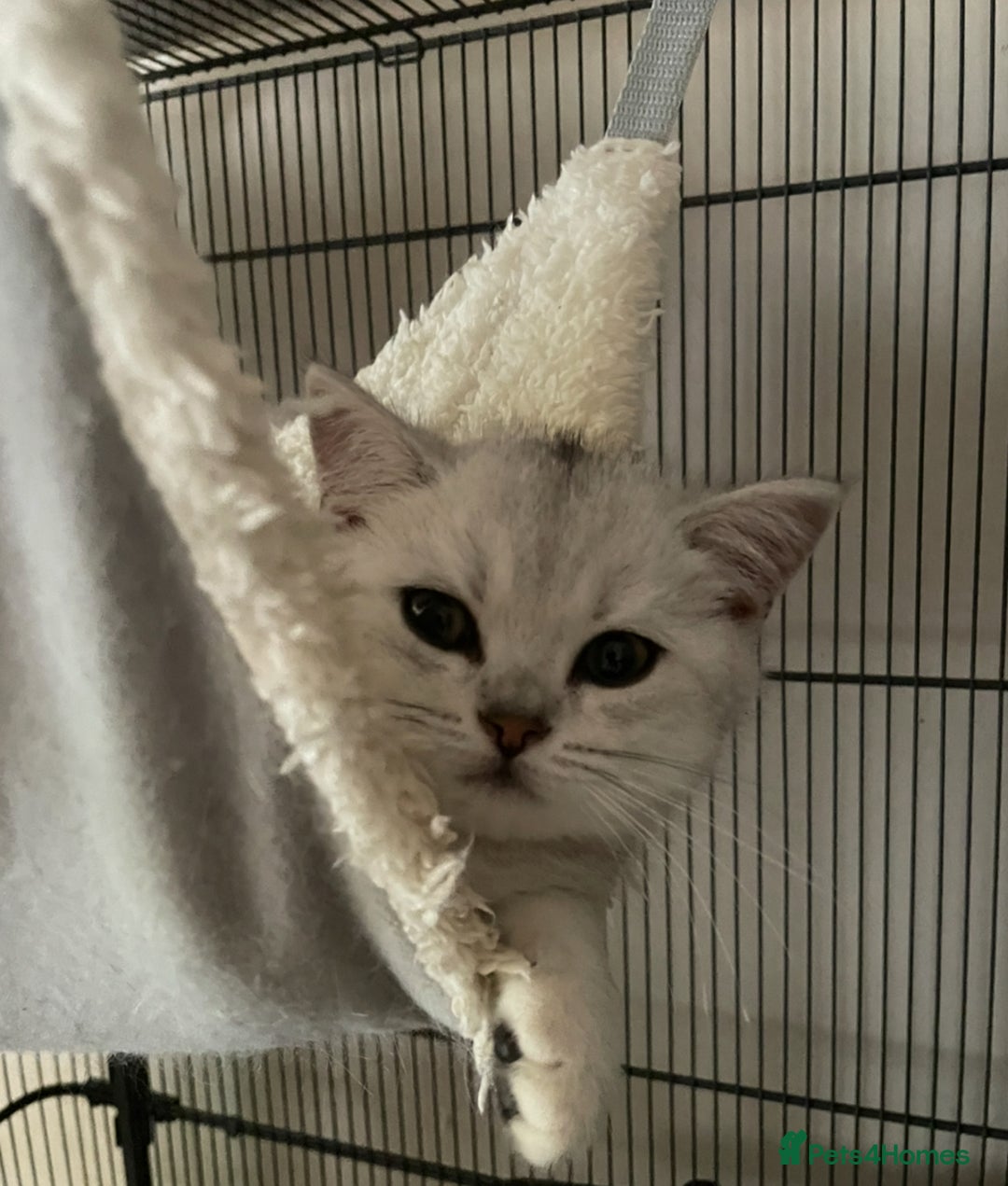 British Shorthair cats for sale: Silver Tipped British Shorthair (GCCF) in Stoke-on-Trent - Image 21