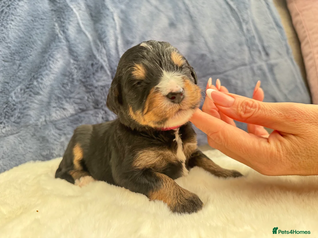 Bernedoodle dogs for sale: Gorgeous Bernedoodle puppies 🖤 - Advert 24