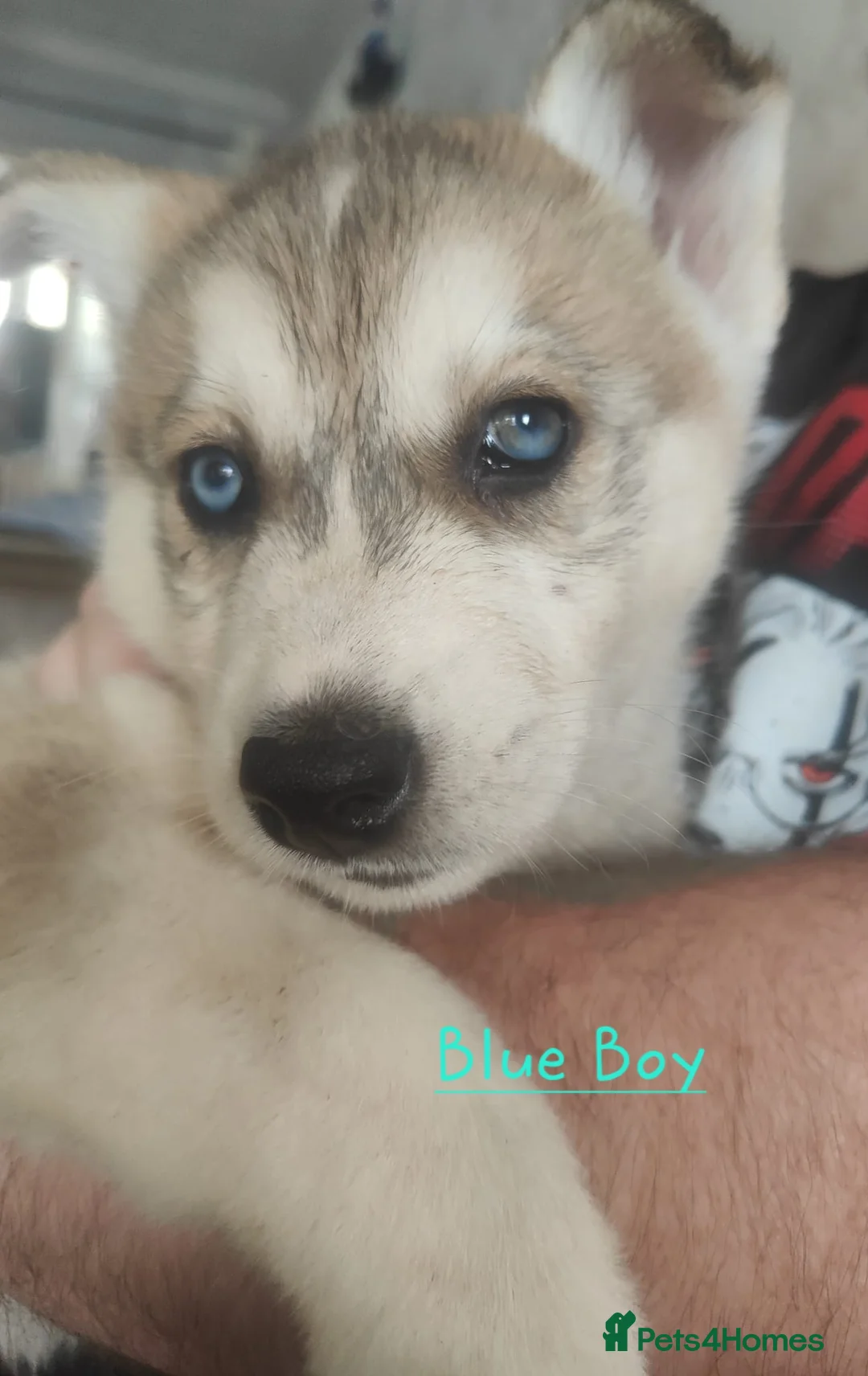 Siberian Husky dogs for sale: Friendly Siberian Husky Puppies - Advert 10