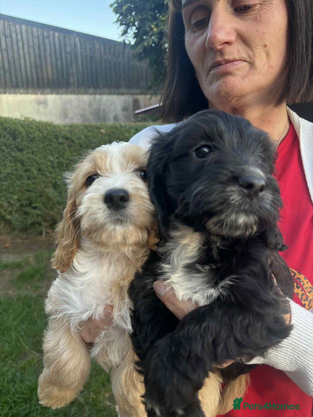 Cockapoo dogs for sale: cockapoo puppies - Image 6