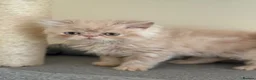 Persian cats for sale: GCCF registered cream Persians 💙 - Advert 10