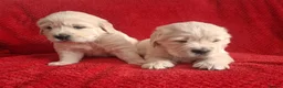 Golden Retriever dogs for sale: Gorgeous golden retriever puppies! - Advert 5