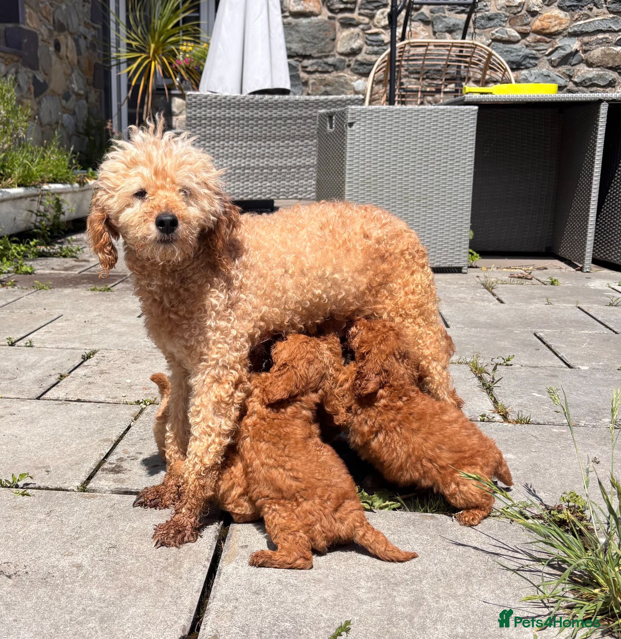 Miniature Poodle dogs KC reg Miniature Poodles - Advert 2