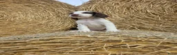 Cocker Spaniel dogs for sale: READY Now 1st vacc working cockers - Advert 6