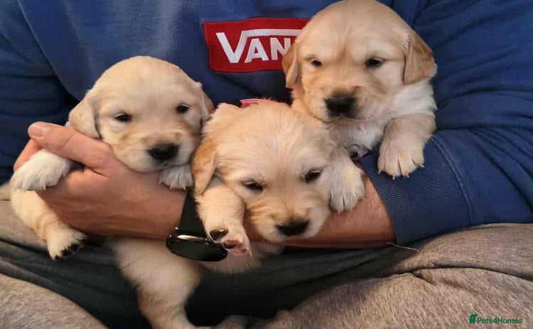 Golden Retriever dogs - Advert 1