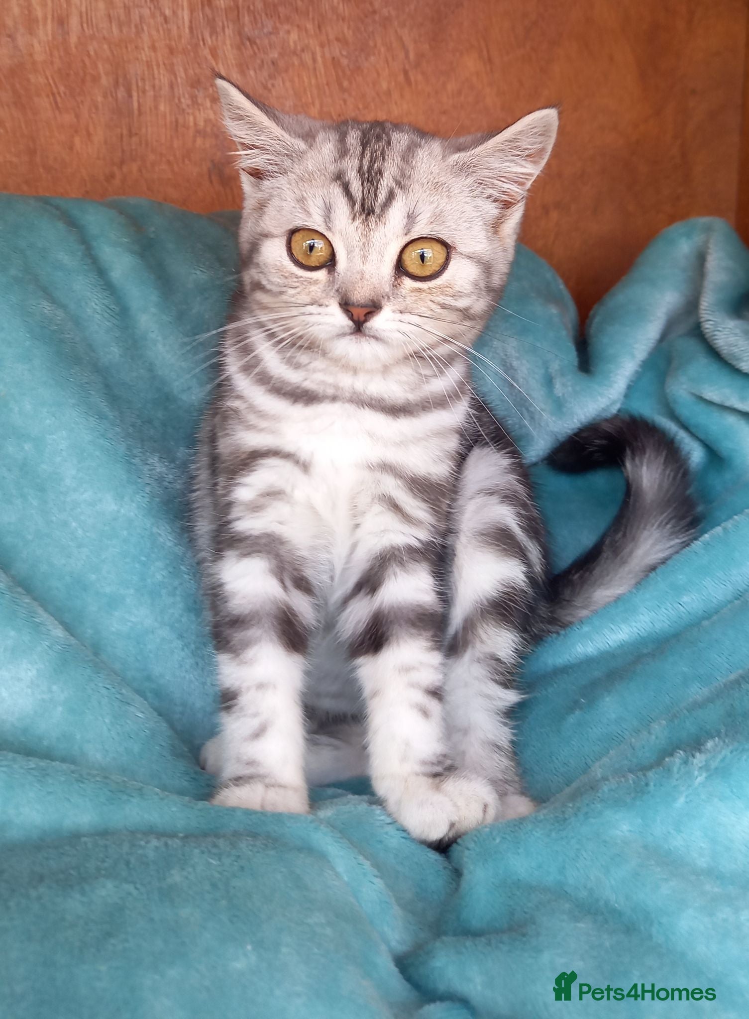 British Shorthair cats Super GCCF registered kittens  - Advert 1