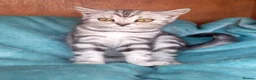 British Shorthair cats for sale: Super GCCF registered kittens  - Advert 12