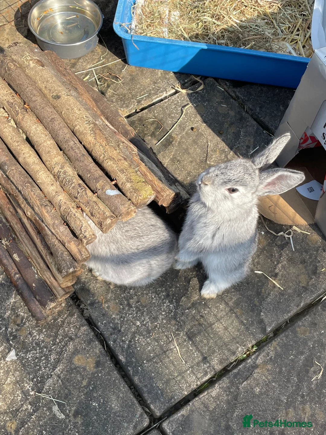 Mixed Breed rabbits for sale: Beautiful babies in Sale - Advert 1