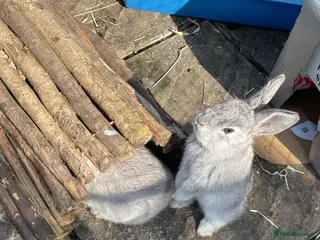 Mixed Breed rabbits Beautiful babies - Advert 1