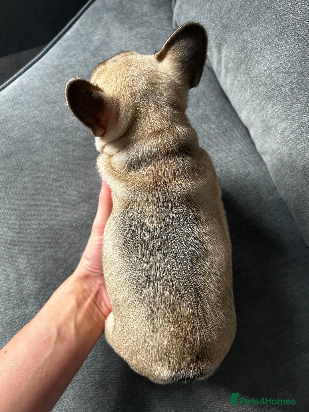 French Bulldog dogs for sale: KC wonderful French Bulldog puppies🐾 - Image 11