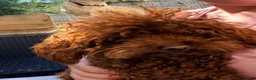 Toy Poodle dogs for stud: Deep Red Asian Toy Poodle Stud - Advert 2