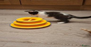 Mixed Breed cats - Advert 11