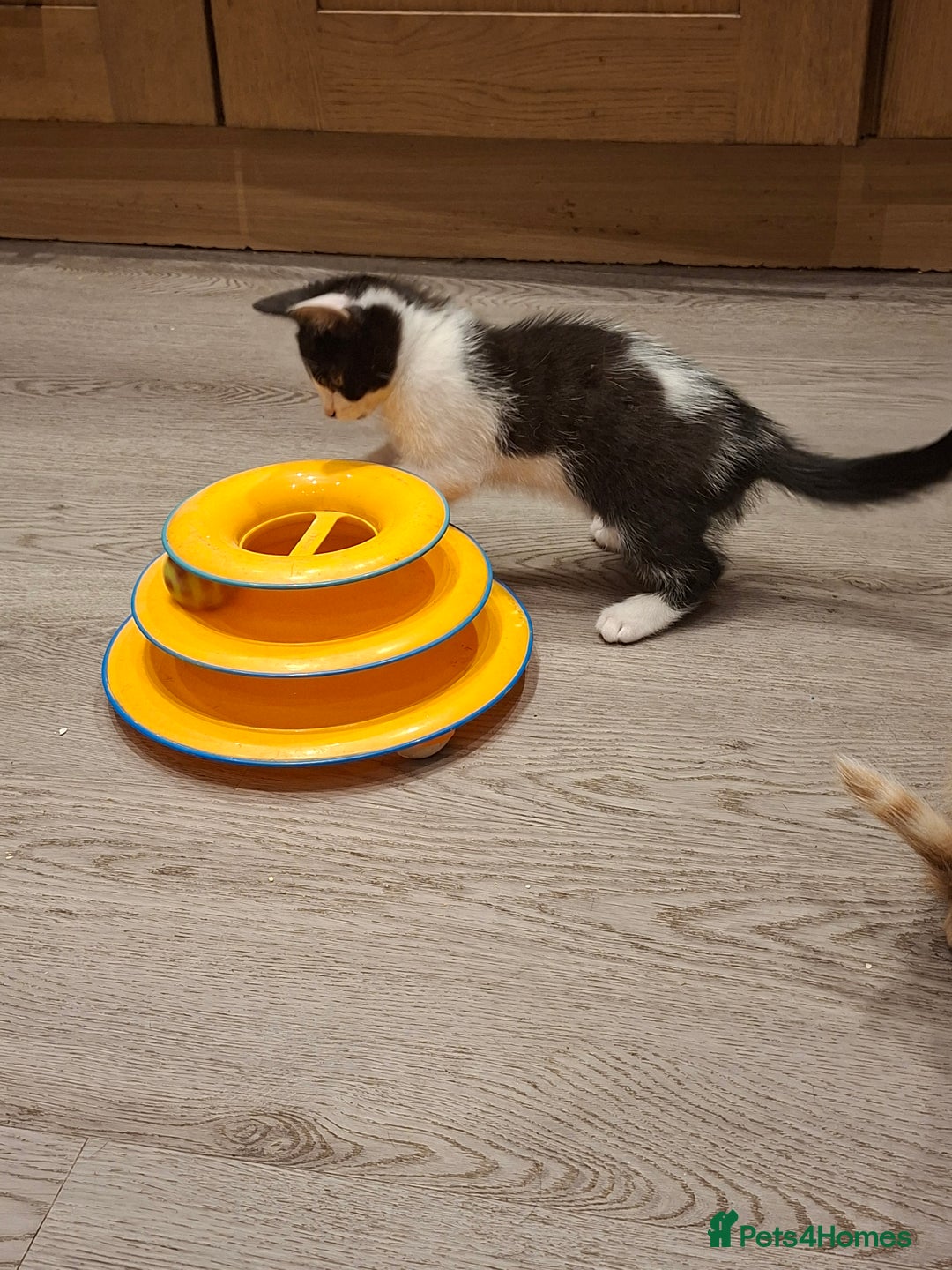 Mixed Breed cats for sale: 2 gorgeous kittens - Image 3