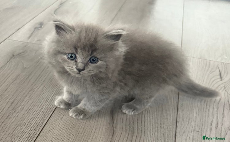 Ragdoll cats - Advert 7