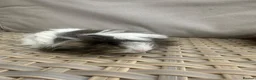 Guinea Pig rodents for sale: 1 left. Pretty baby long haired female guinea pig. - Advert 16