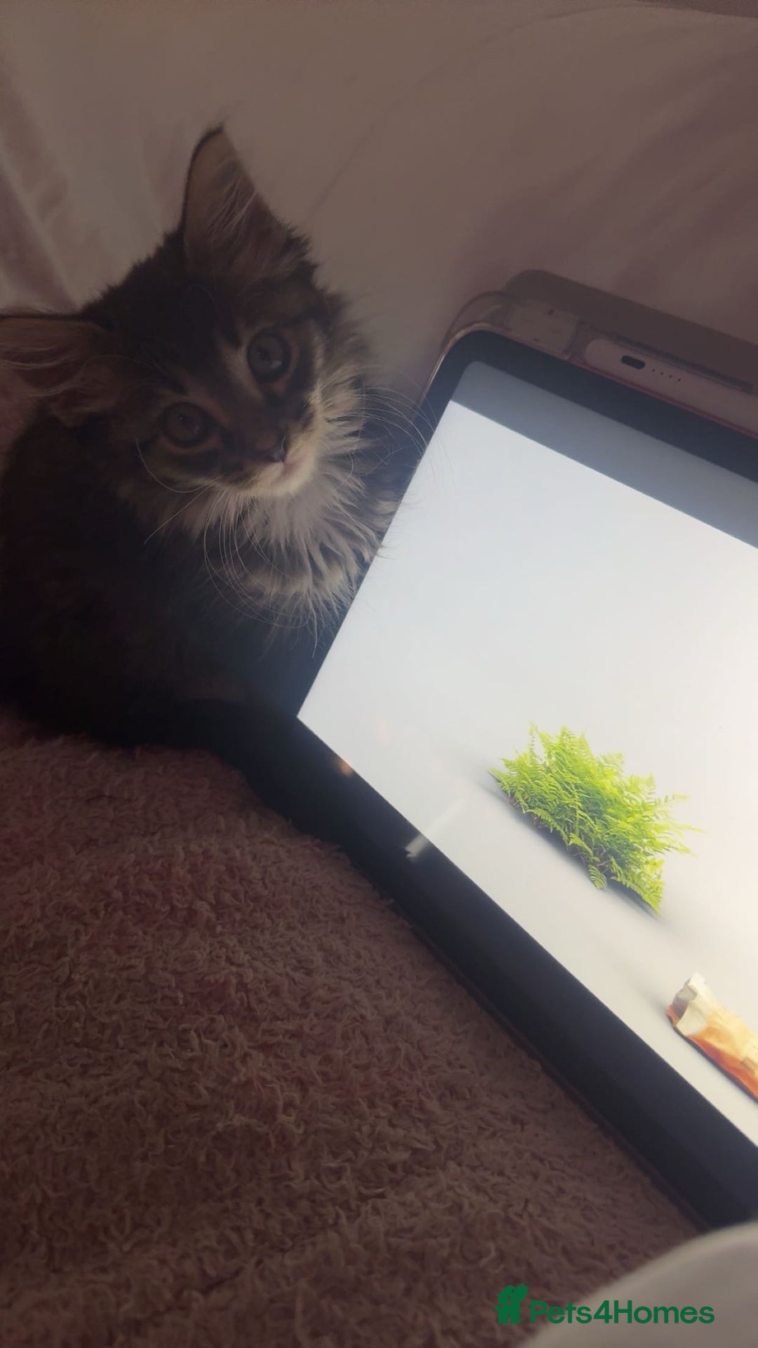 Maine Coon cats for sale: Maine Coon Kitten for sale  - Image 6