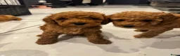Cockapoo dogs for sale: STUNNING RED COCKAPOO PUPPIES - Advert 17