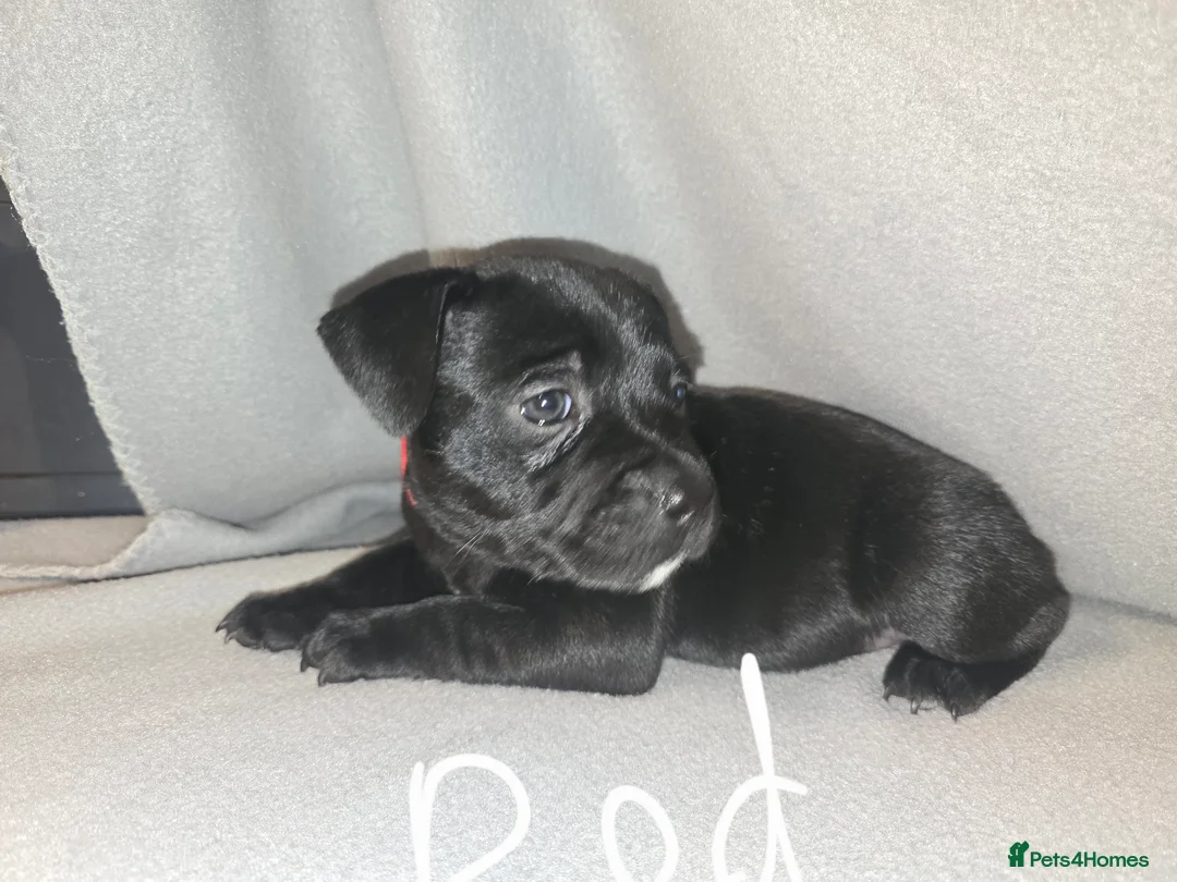 Staffordshire Bull Terrier dogs for sale: Staffordshire bullterrier (LAST 1 ) ready to go - Advert 17