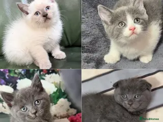 Mixed Breed cats Beautiful mixed breed kittens. - Advert 1