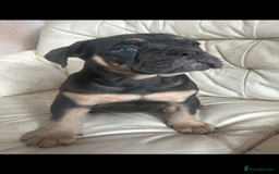 Olde English Bulldogge dogs for sale: Olde English bulldog female puppy  - Image 1