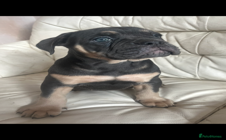 Olde English Bulldogge dogs - Advert 3
