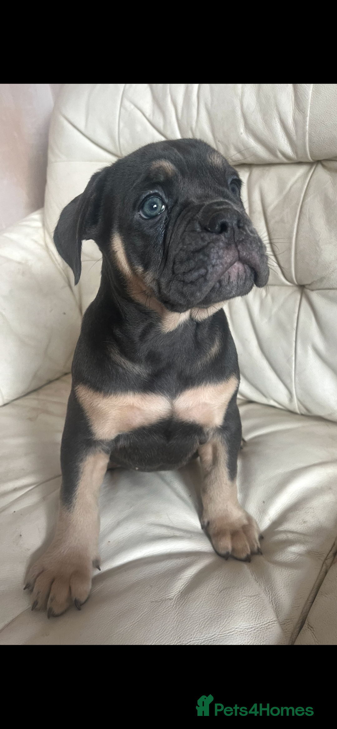 Olde English Bulldogge dogs for sale: Olde English bulldog female puppy  - Image 1