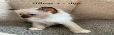 Seal Point Mitted Ragdoll boy 4