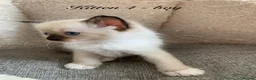 Ragdoll cats for sale: 🐾  Adorable Ragdoll Kittens 🐾 - Advert 8