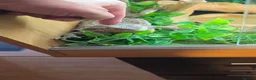 Bearded Dragon reptiles for sale: Bearded dragon just turned 2 male with 4ft viv - Advert 3