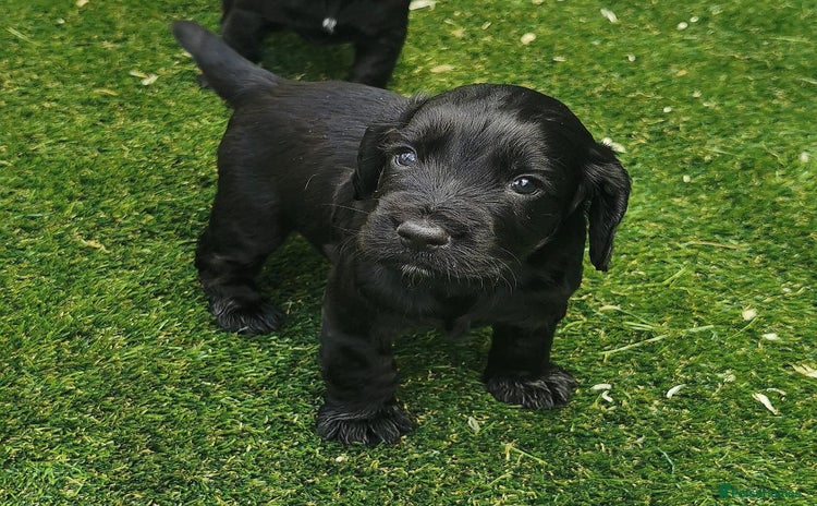 Cocker Spaniel dogs - Advert 10