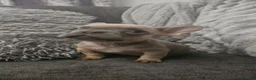 French Bulldog dogs for sale: Lilac fluffies! Ready to leave now. - Advert 25