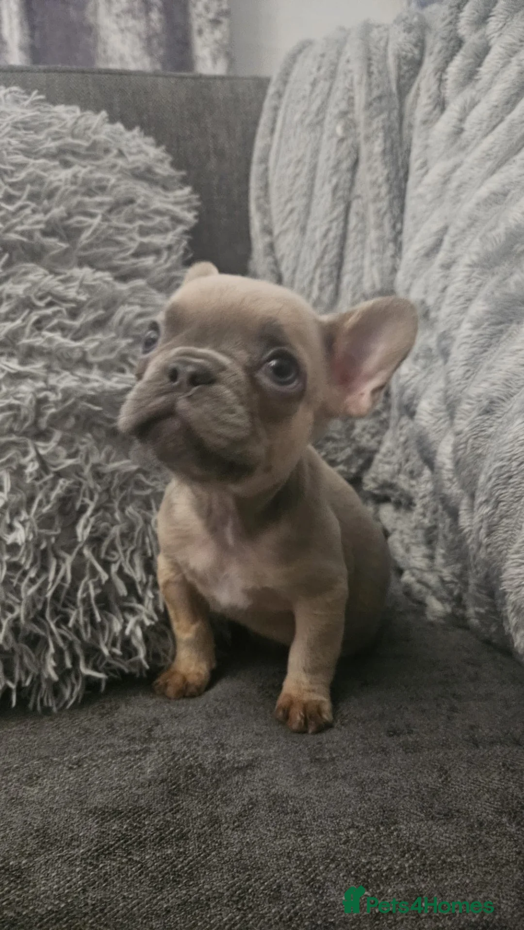 French Bulldog dogs for sale: Lilac fluffies! Ready to leave now. - Advert 25