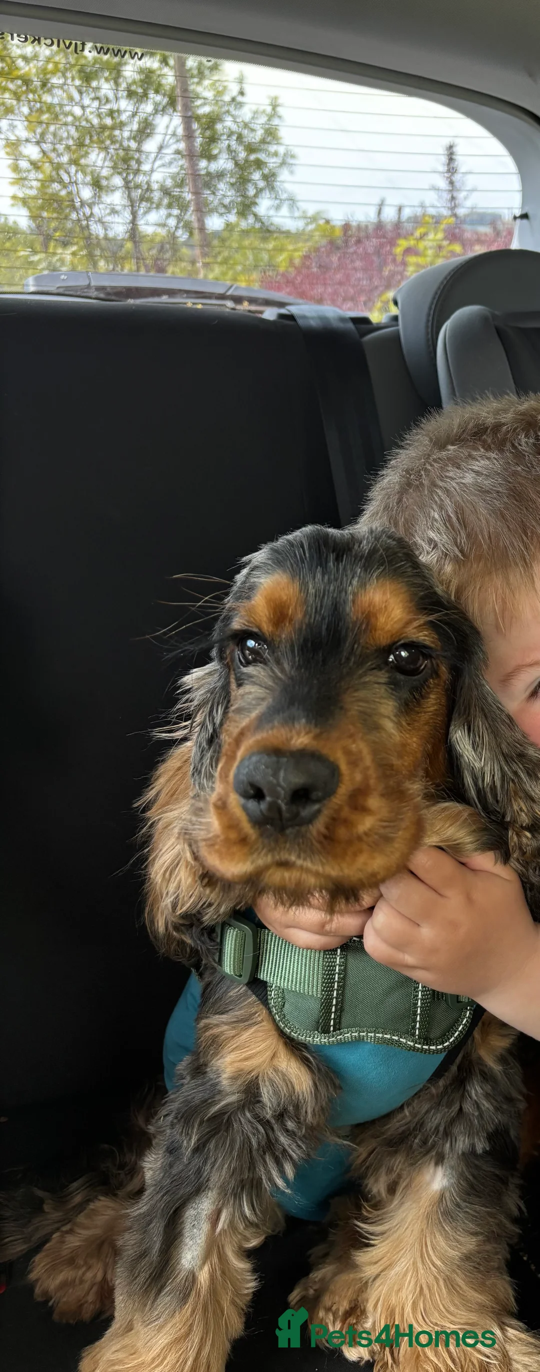 Cocker Spaniel dogs for sale: Pedigree Show Cocker Spaniel Boy  - Advert 2