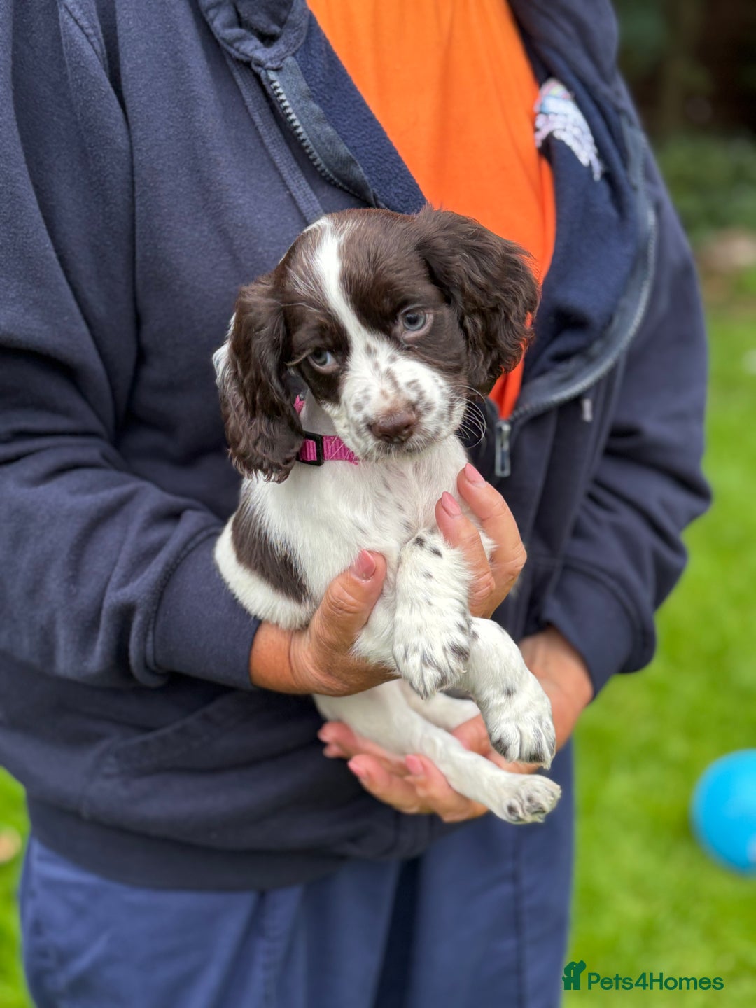 Cocker Spaniel dogs for sale: READY NOW KC Reg Working Cocker spaniel puppies - Image 9