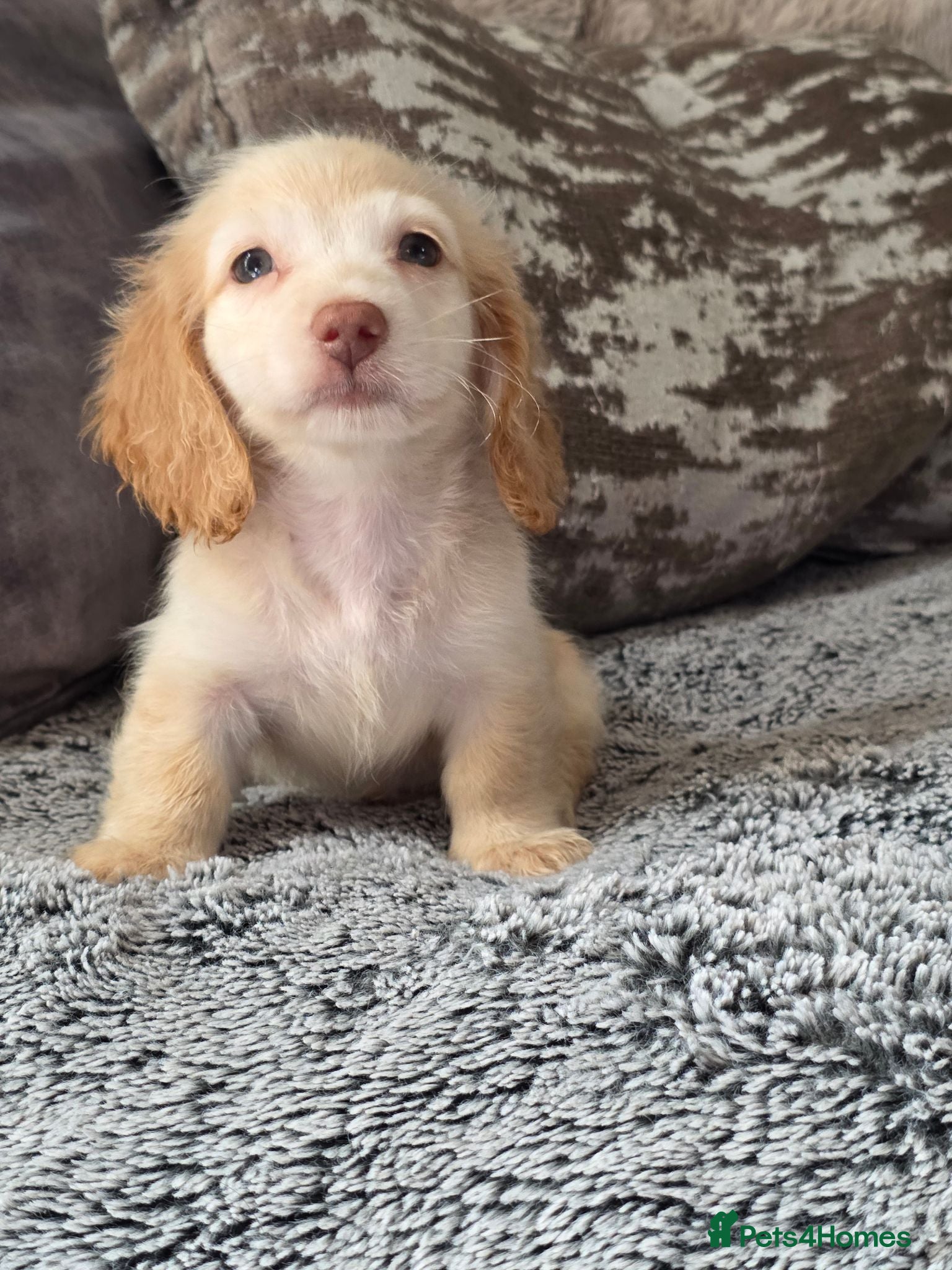 Miniature Dachshund dogs Cream male miniature Dachshund males - Advert 12