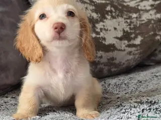 Miniature Dachshund dogs Cream male miniature Dachshund males - Advert 12