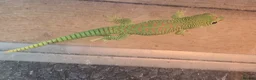 Gecko reptiles for sale: Hi red Madagascan Giant Day Gecko - Advert 2