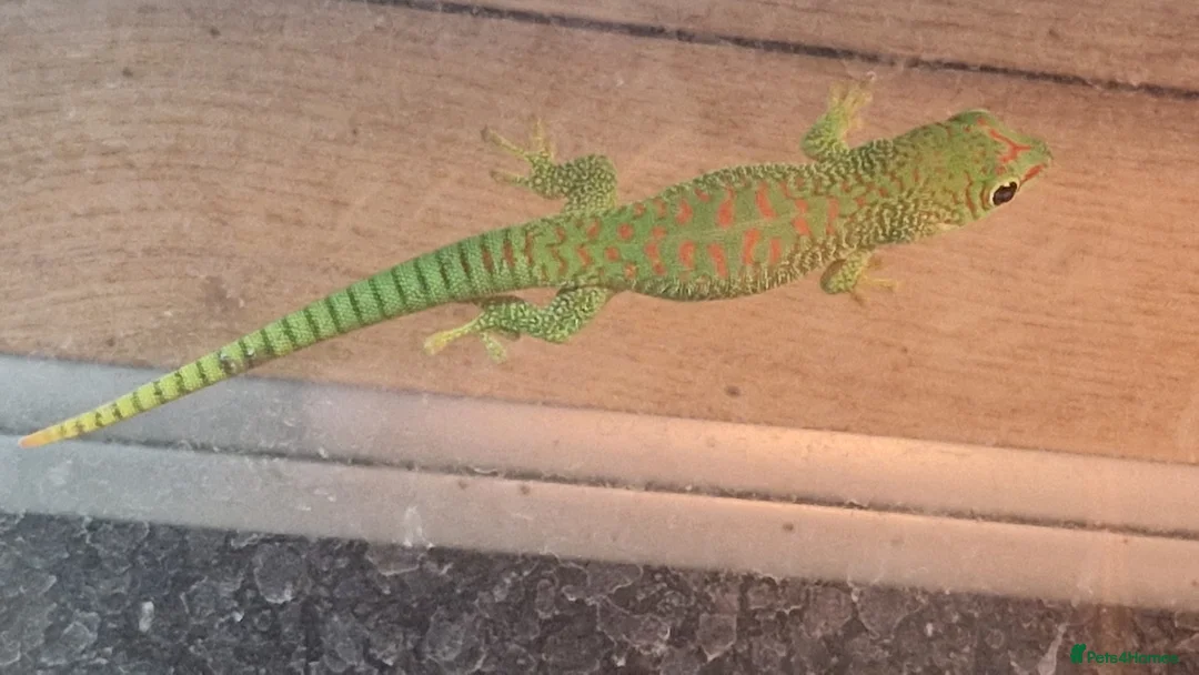 Gecko reptiles for sale: Hi red Madagascan Giant Day Gecko - Advert 2