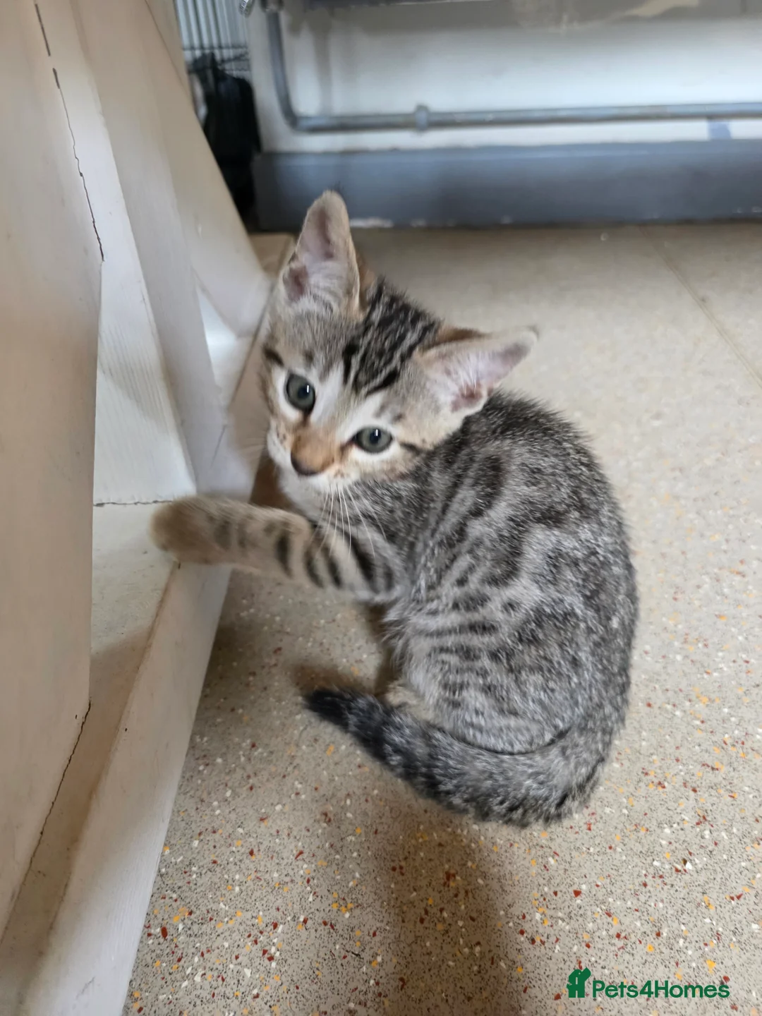 Bengal cats for sale: Bengal kittens  - Advert 2