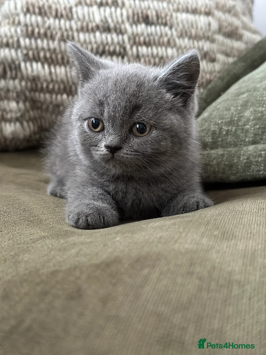 British Shorthair cats for sale: GCCF Registered British Shorthair kittens  - Advert 9