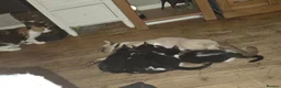 Burmese cats for sale: Burmese x kittens  - Advert 11