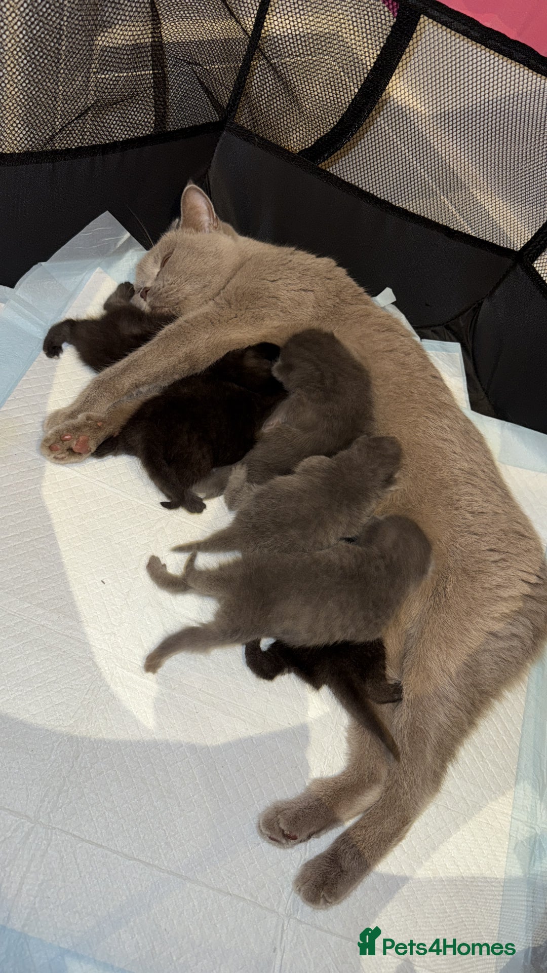 British Shorthair cats for sale: 🐾 Beauitful British Short Hair X 🐾  - Image 8