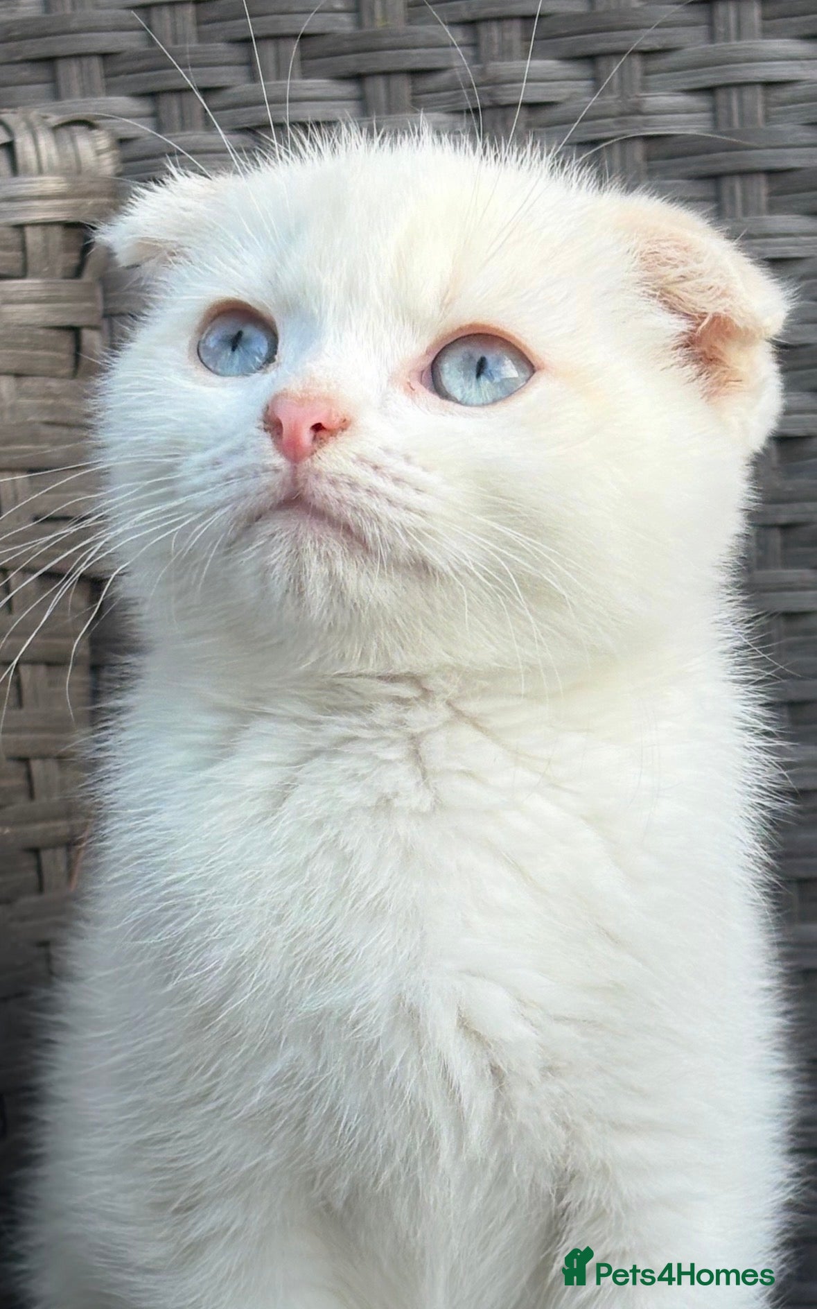 Scottish Fold cats Scottish fold kittens boy - Advert 1